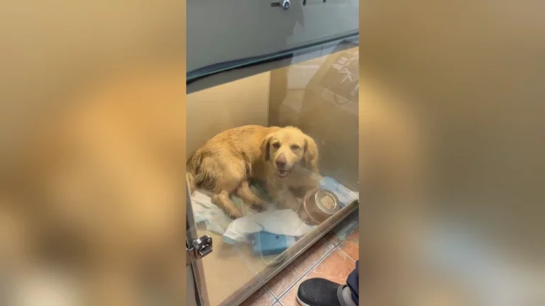 Полиция ищет живодеров, расстрелявших пса из пневматики в пригороде Краснодара