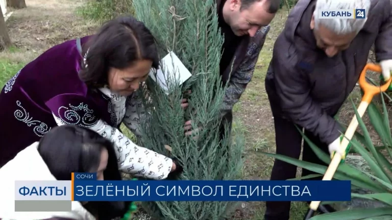 Редкие хвойные деревья высадили в парке «Ривьера» в Сочи