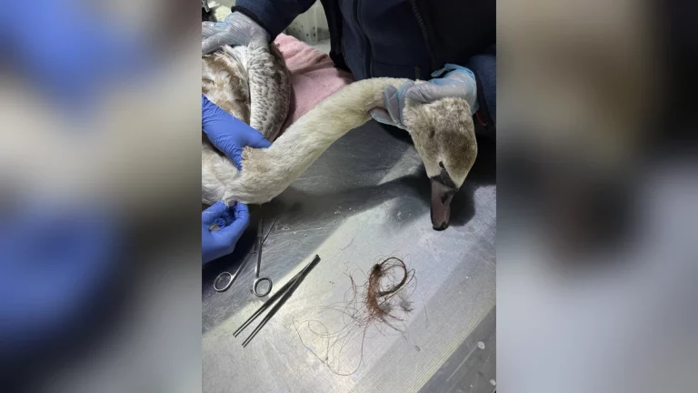 Запутавшегося в рыболовной леске лебедя нашли в реке в Анапе