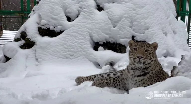 Центр восстановления леопарда в Сочи показал «снежное шоу» леопарда Умки