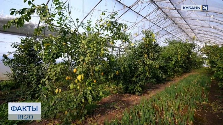 Аграрии на Кубани приступили к севу тепличных овощей после потепления