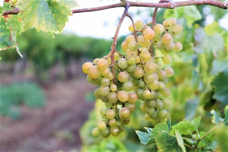 На Кубани из-за рекордного урожая винограда производство тихих вин выросло на 9%