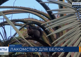 Белки в сочинском дендрарии дождались сезона лакомства семенами бутии душистой