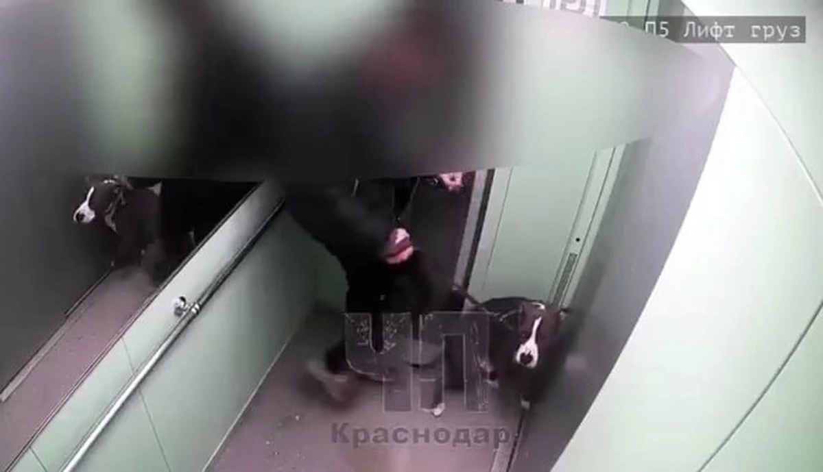 Полиция Краснодара ищет мужчину, избившего собаку в лифте за плохое поведение