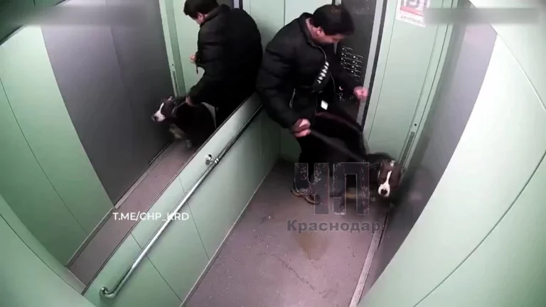 В Краснодаре волонтеры ищут собаку, избитую хозяином в лифте многоэтажки