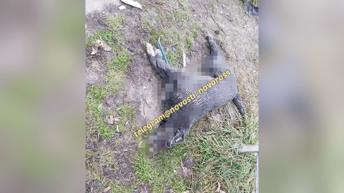 Неизвестные отравили бездомных собак в хуторе Горном под Новороссийском