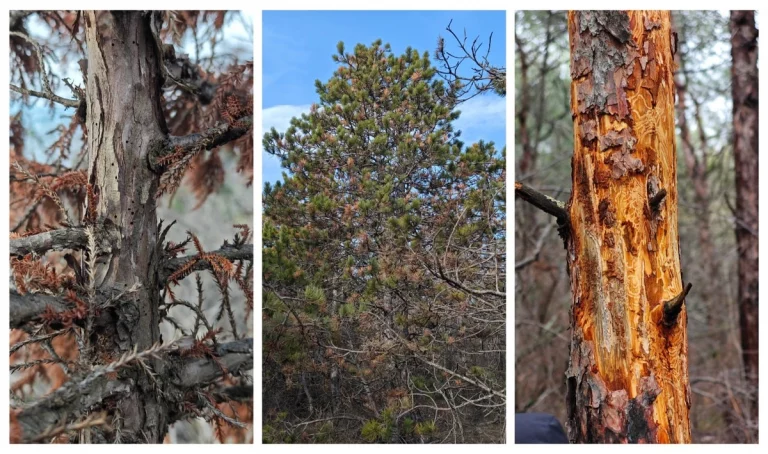 Ученые выяснили, почему сохнут сосны в Геленджике, Новороссийске и Сочи