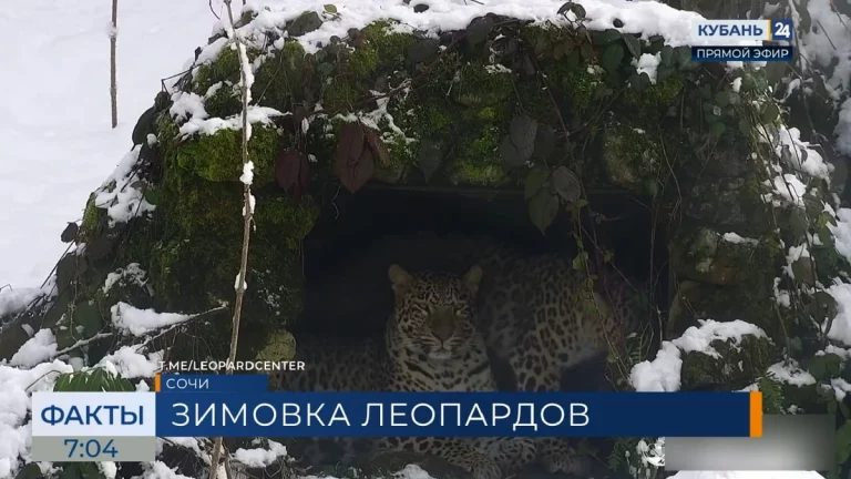 Центр восстановления леопарда в Сочи показал будни своих подопечных