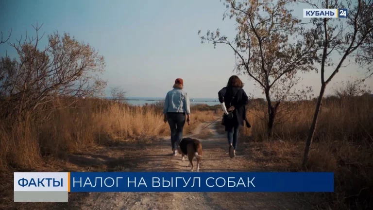 В России предложили ввести налог на выгул собак