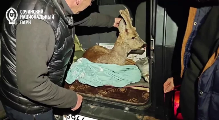 В Сочи спасли косулю, убегавшую от бездомных собак