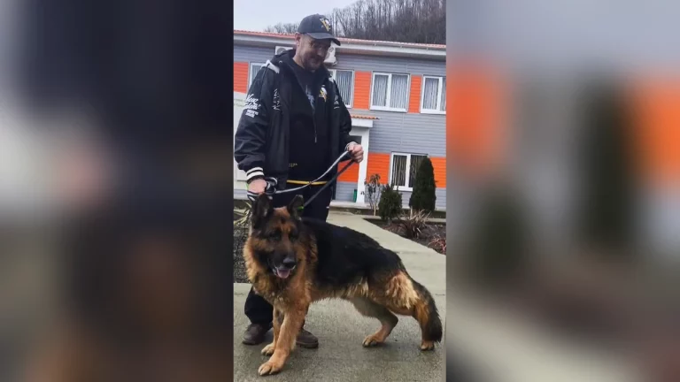 В Сочи Центр помощи животным спас овчарку и нашел ей новый дом