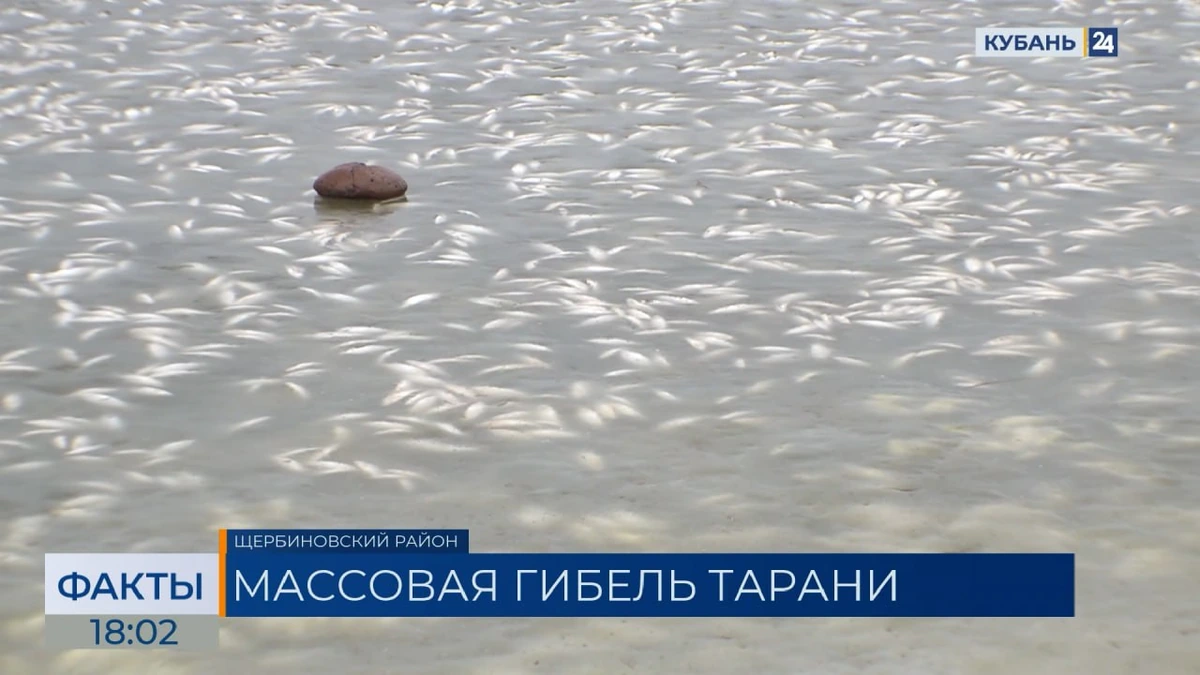 Рыбаки назвали возможную причину мора тарани в пруду в Щербиновском районе