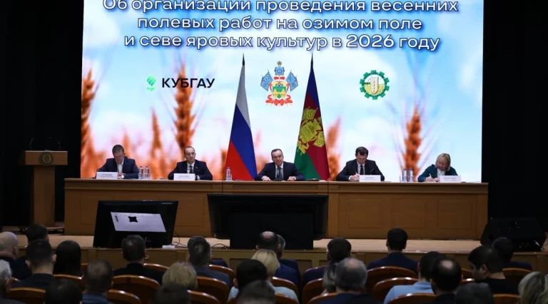 Кондратьев: по оценкам ученых состояние озимых полей на Кубани хорошее