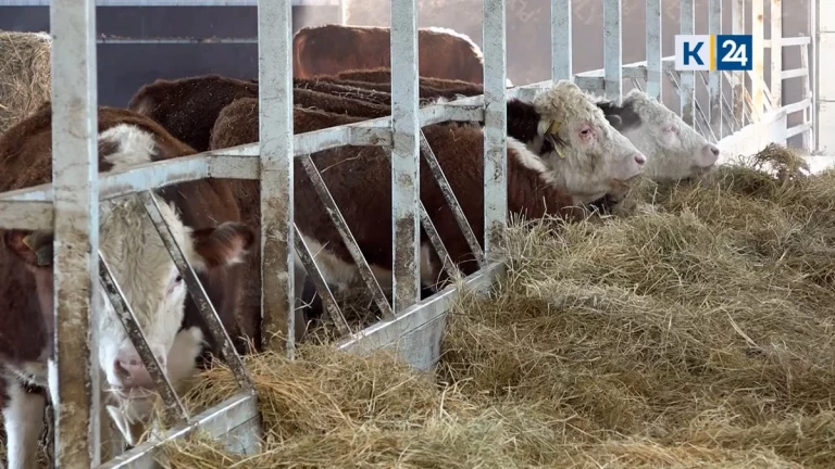 В Северском районе выращивают быков герефордской породы