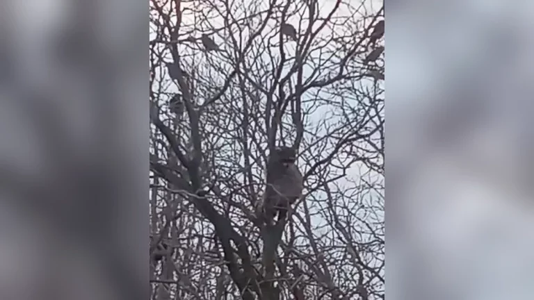 В Армавире енот не может спуститься с дерева из-за агрессивных ворон