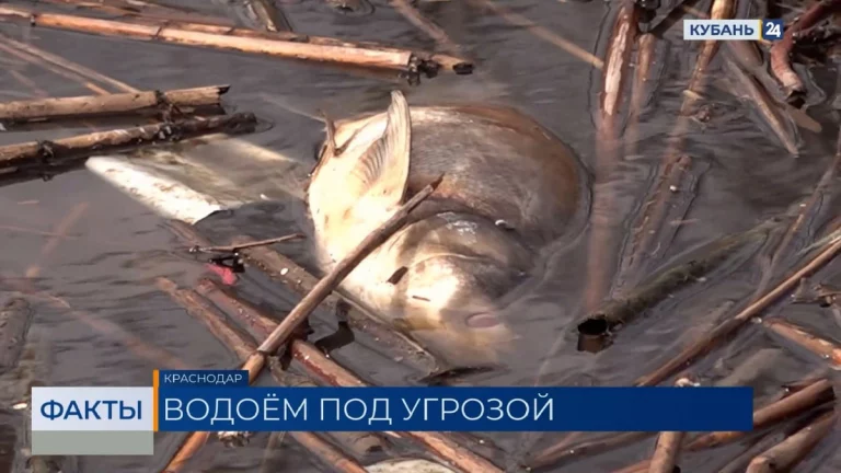 В Краснодаре после гибели рыбы в пруду выявили превышение норм трех показателей