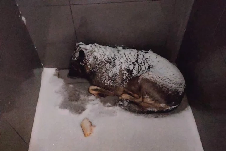 Экс-курьера «Додо» позвали на работу в Ростов-на-Дону после скандала с собакой