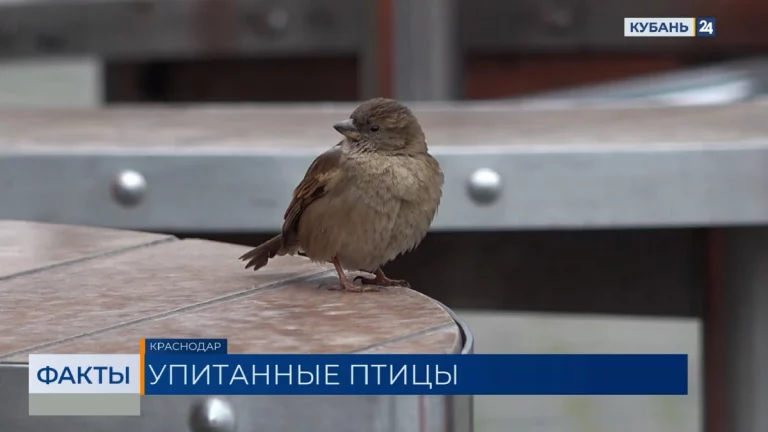 Ученый Глазков опроверг информацию о массовом ожирении воробьев в России