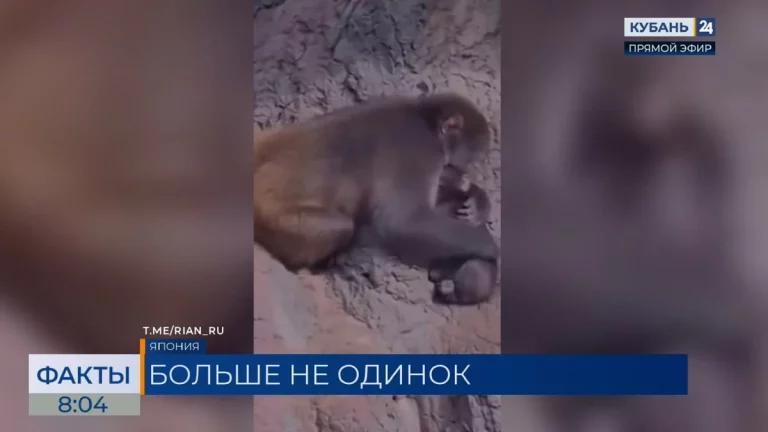 Брошенная мамой обезьянка Панч из японского зоопарка нашла друга