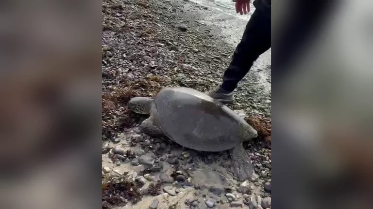 Приплывшую из тропиков морскую черепаху ищут в море в Туапсинском округе