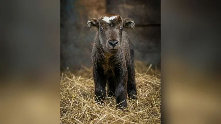 Краснокнижный такин мишми родился в государственном зоопарке Ростова-на-Дону
