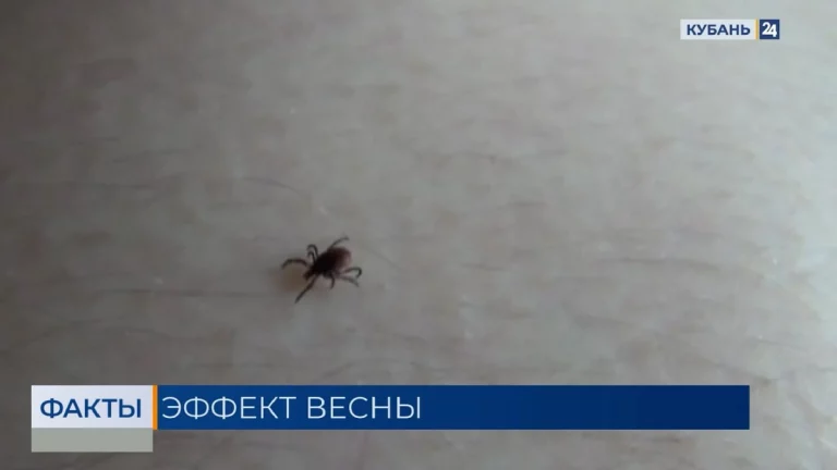 Первые укусы клещей зафиксировали в Роспотребнадзоре после потепления
