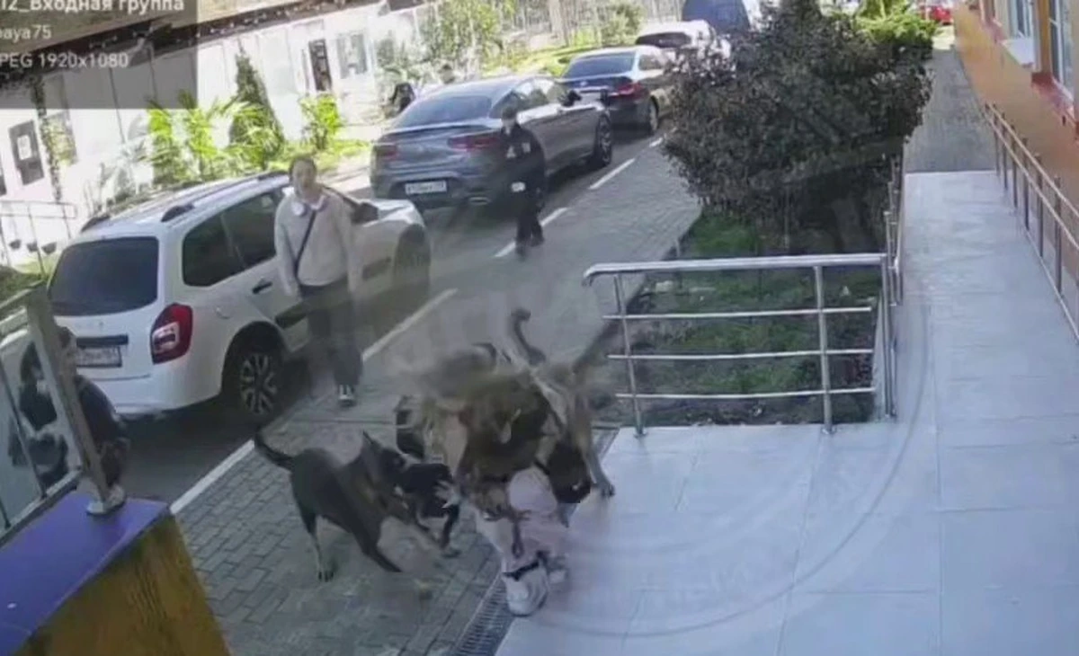 Стая собак напала на девочку со щенком во дворе ЖК в Сочи