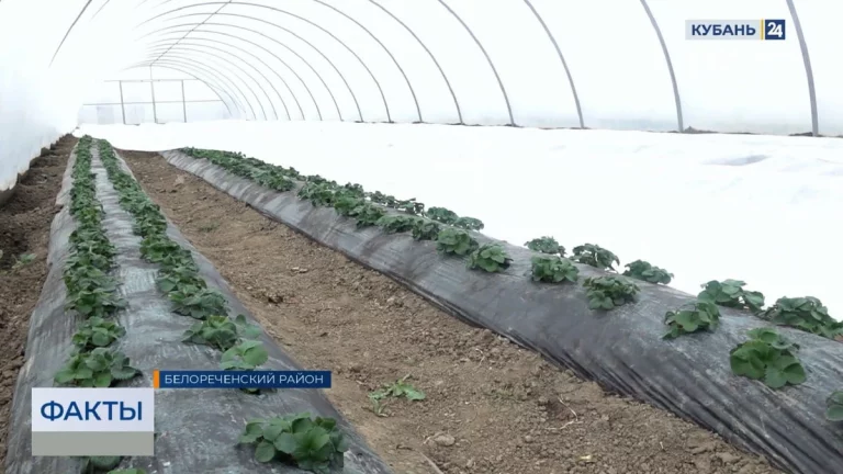 Урожай тепличной клубники ожидается с 20 апреля в Краснодарском крае