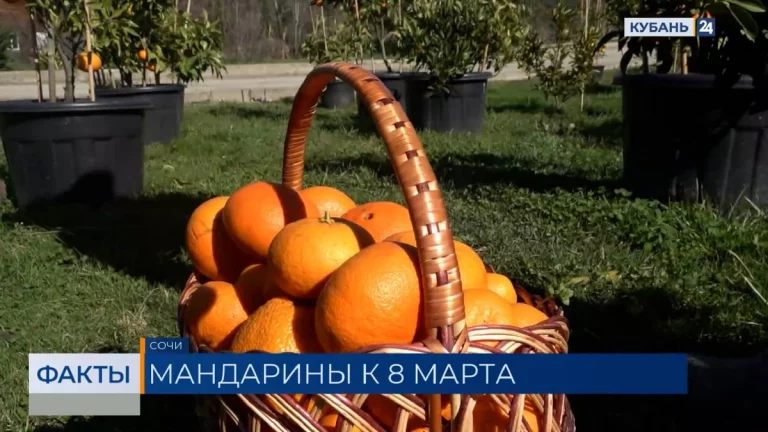 Новую разновидность агротуризма планируют запустить в Сочи