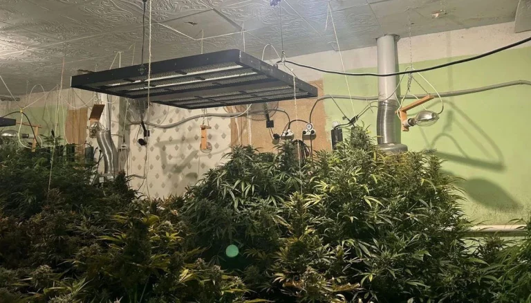 Создателям сети теплиц с коноплей в домах на Кубани грозит до 20 лет колонии