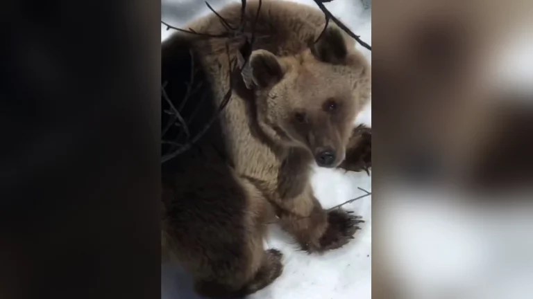 В горах Сочи проснувшийся медведь напугал туриста и загнал его на дерево