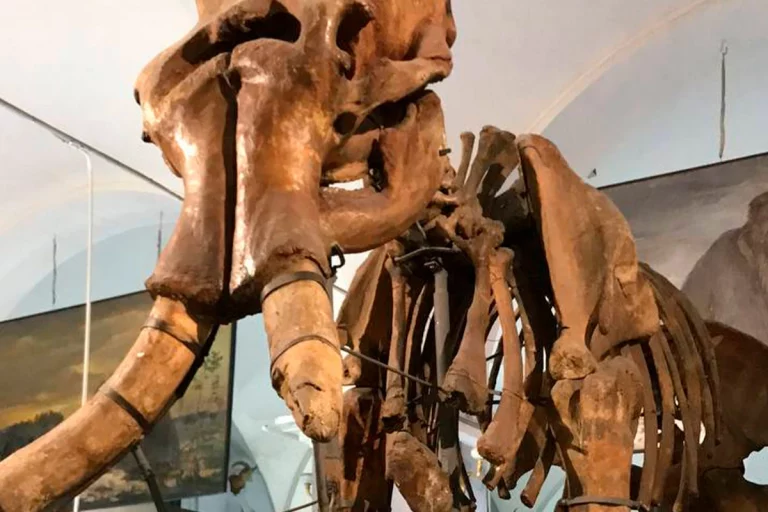 Кости древних слонов и носорогов на Тамани могут исчезнуть в течение 3 лет