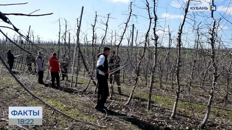 Фруктовые сады в Краснодарском крае начали готовить к цветению