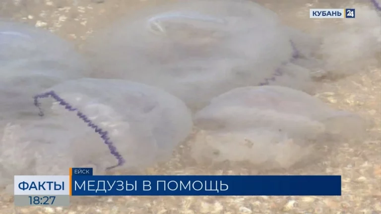 Коллаген из азовских медуз впервые начали использовать для выращивания клеток