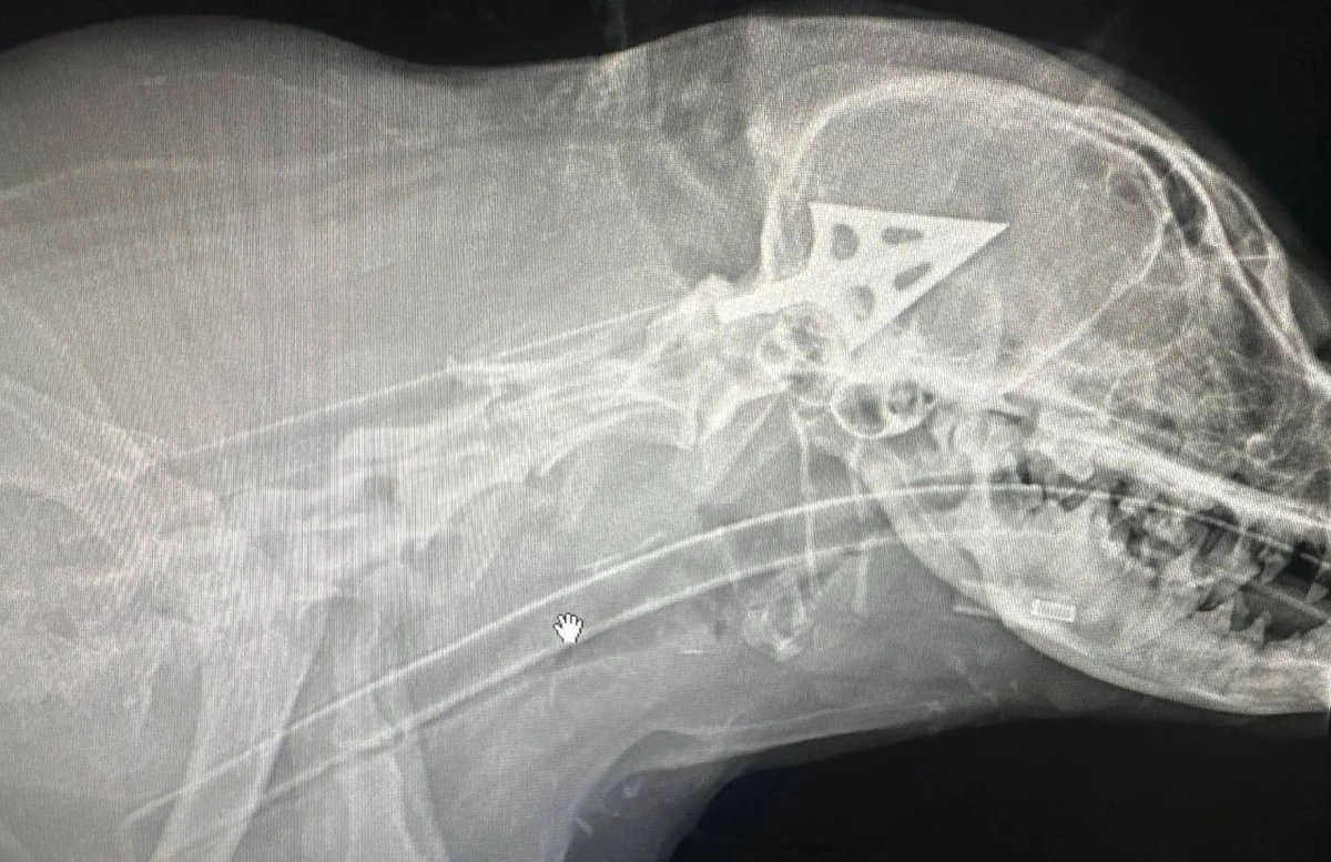 В Новороссийске неизвестный расстрелял бездомную собаку из арбалета