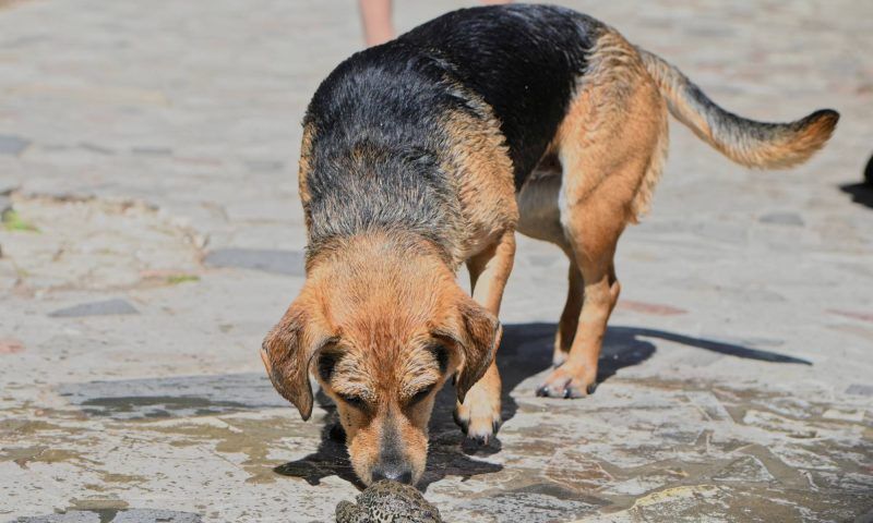 В РФ предложили поднять штрафы за жестокое обращение с животными до 1 млн рублей