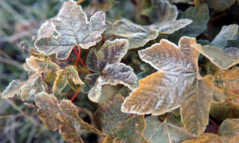 После кратковременного потепления холода вернутся на Кубань