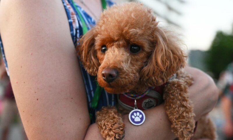 Почти 400 животных отправились в другие страны из аэропорта Сочи в 2025 году