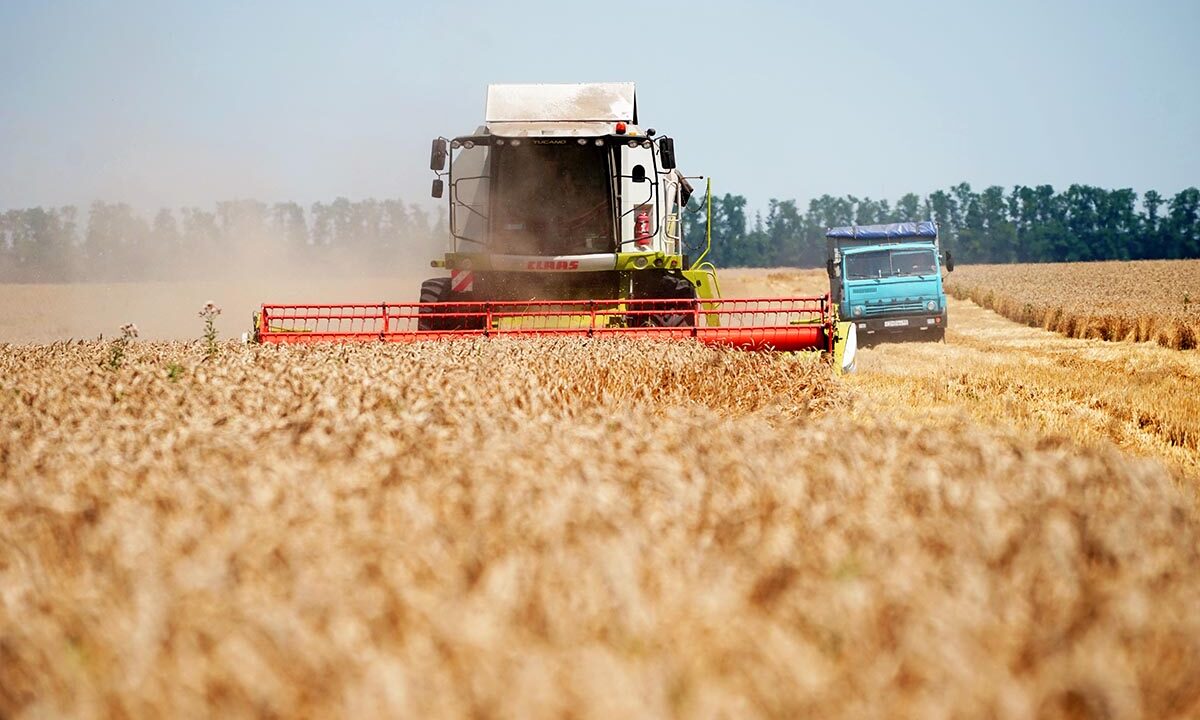 Агрофирма из Краснодара побила рекорд мира по числу рекордов по урожайности