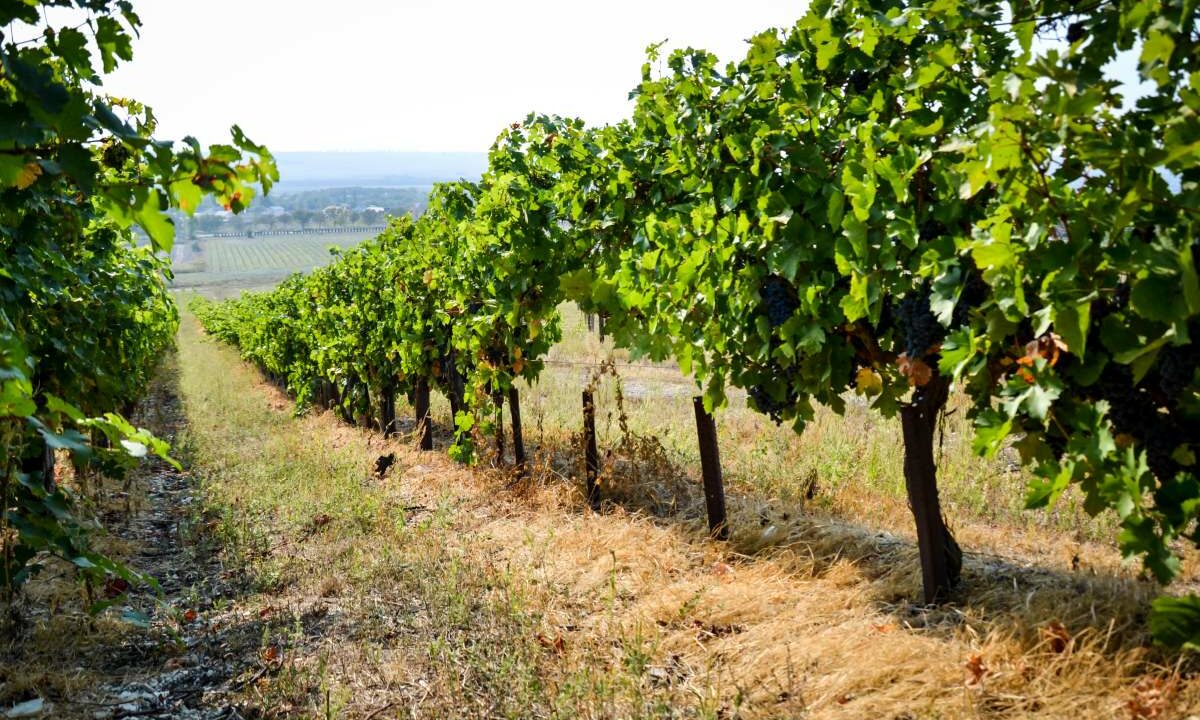 Кубанские депутаты внесли в Госдуму законопроект о развитии винного туризма