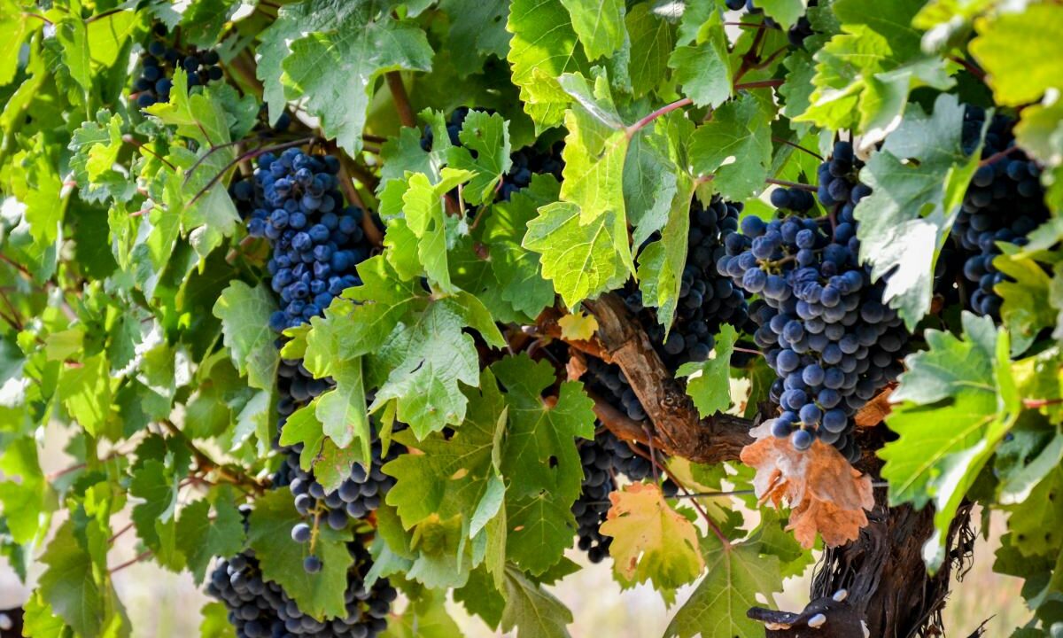 Метод обновления сортового состава виноградников за два сезона создали на Кубани