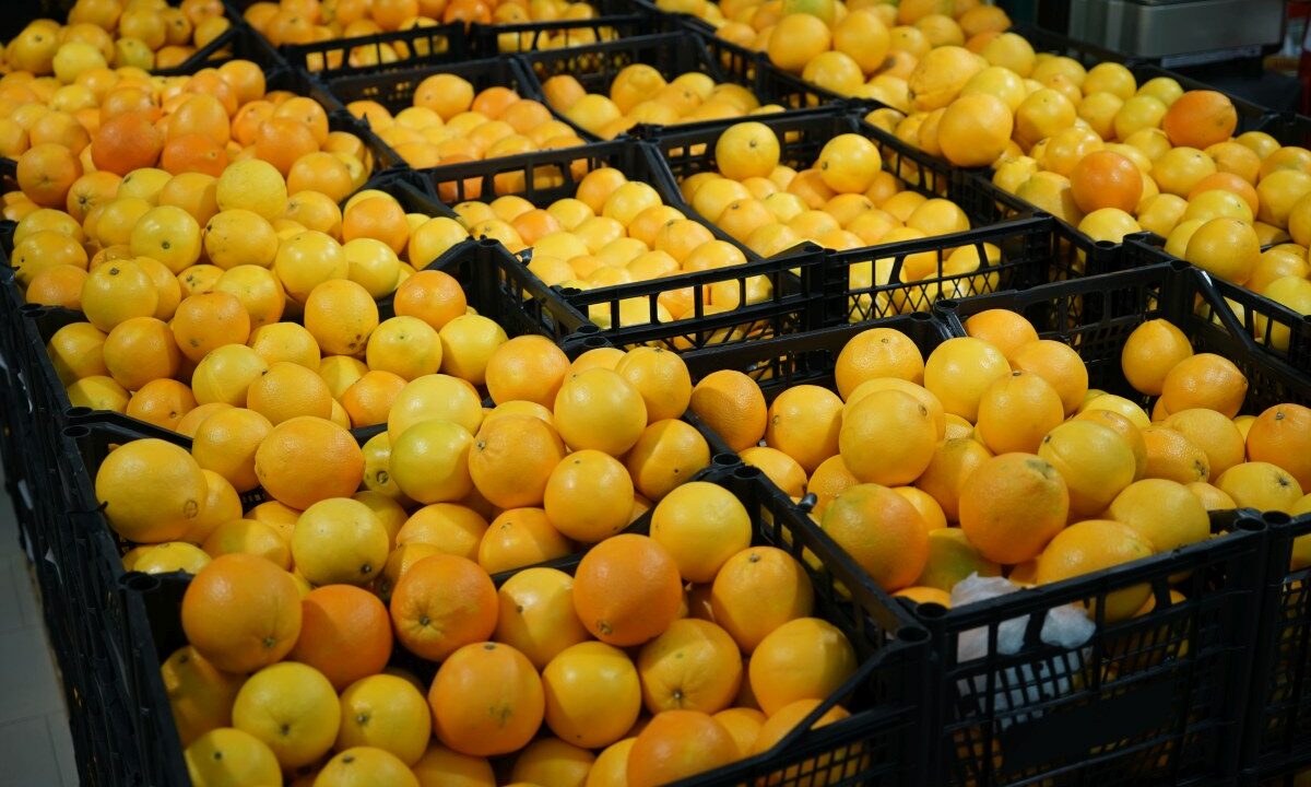 За неделю в морпорту Новороссийска выявили более 250 тонн фруктов с мухами