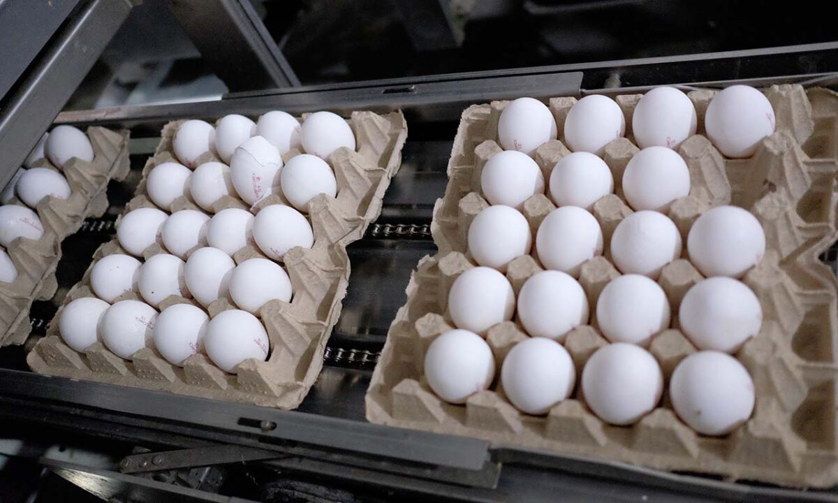 Эксперты объяснили, почему снова растут цены на яйца в Краснодарском крае