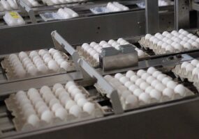 В Краснодарском крае не ожидают резкого подорожания яиц перед Пасхой